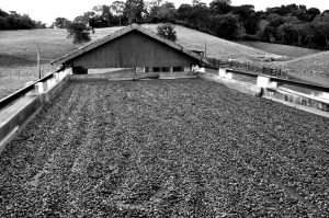 Amêndoas de cacau secando ao Sol