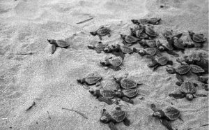 Preservação das tartarugas marinhas. Projeto Tamar, Praia do Forte.